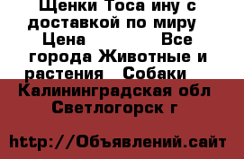 Щенки Тоса-ину с доставкой по миру › Цена ­ 68 000 - Все города Животные и растения » Собаки   . Калининградская обл.,Светлогорск г.